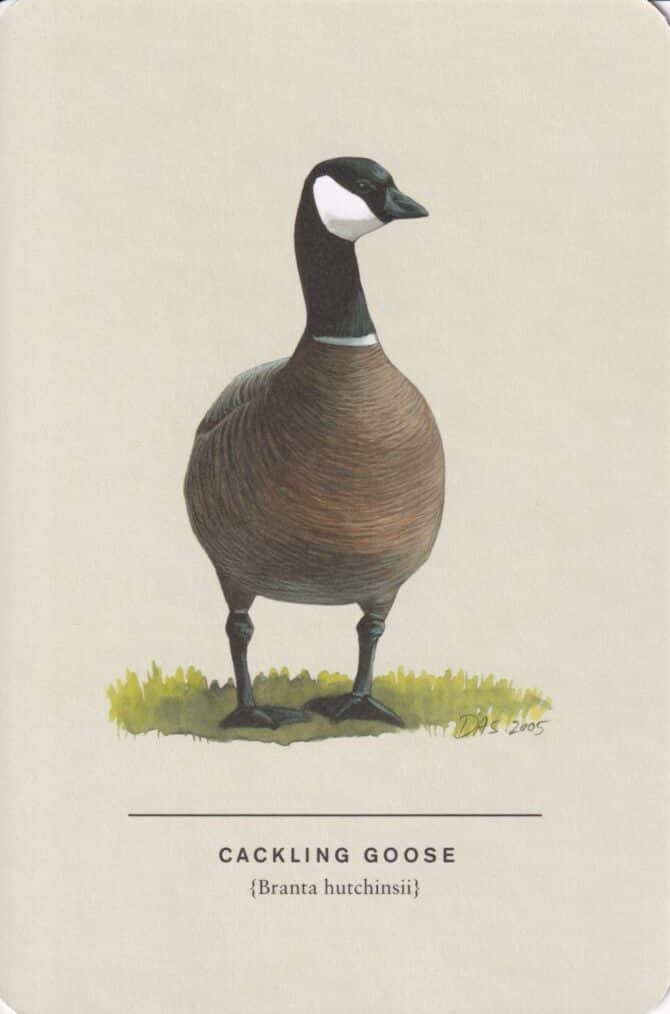 Cackling Goose Sibley Bird Postcard