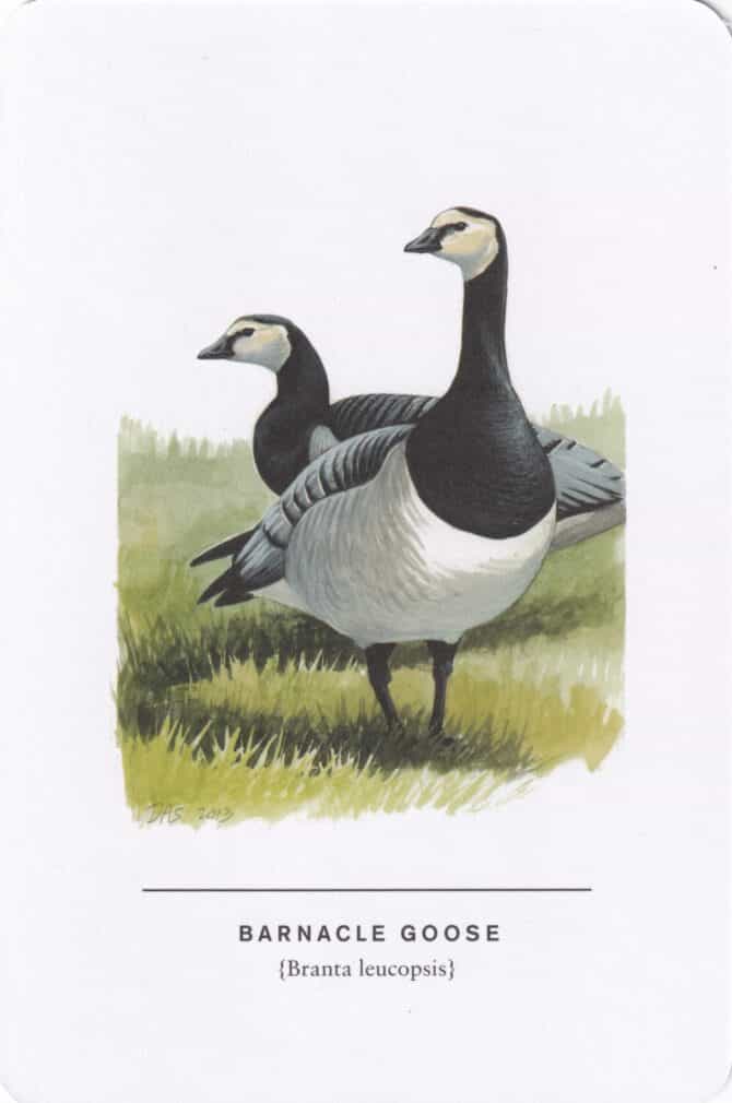 Barnacle Goose Sibley Bird Postcard