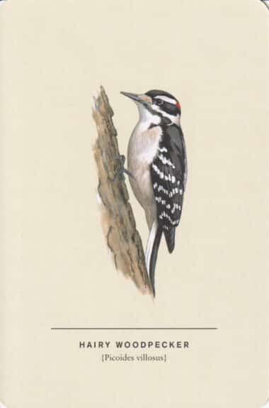 Hairy Woodpecker Sibley Bird Postcard