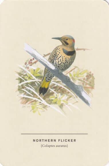 Northern Flicker Sibley Bird Postcard