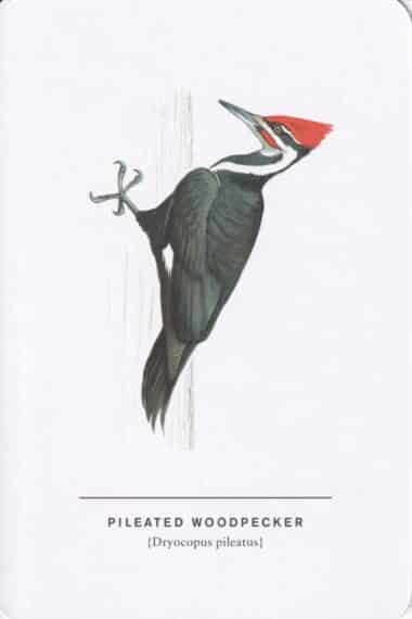 Pileated Woodpecker Sibley Bird Postcard