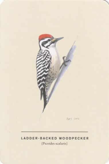 Ladder-Backed Woodpecker Sibley Bird Postcard