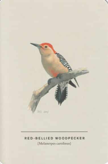 Red-Bellied Woodpecker Sibley Bird Postcard