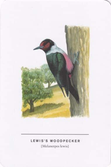Lewis's Woodpecker Sibley Bird Postcard
