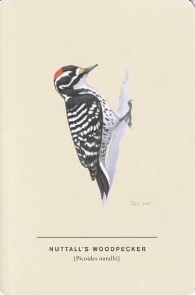 Nuttall's Woodpecker Sibley Bird Postcard