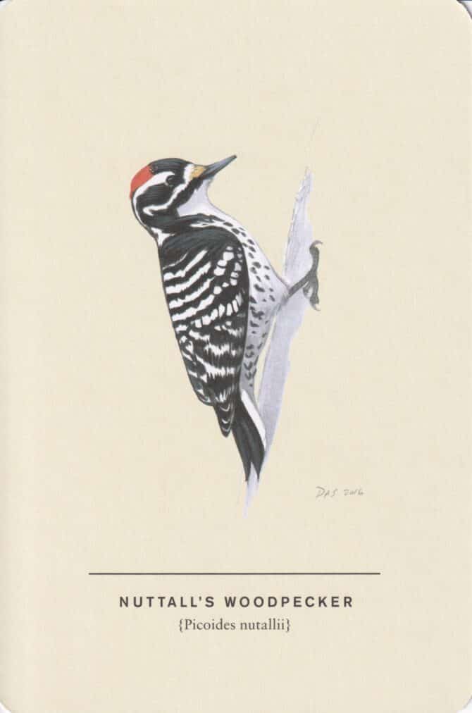 Nuttall's Woodpecker Sibley Bird Postcard