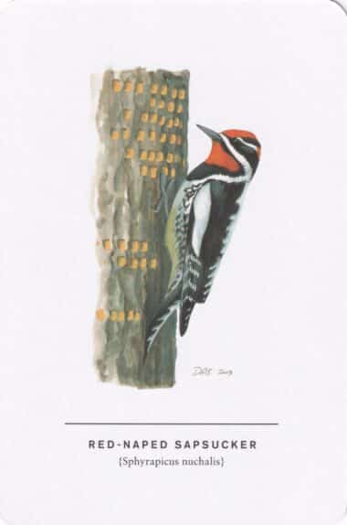 Red-Naped Sapsucker Sibley Bird Postcard