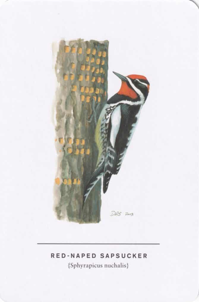 Red-Naped Sapsucker Sibley Bird Postcard