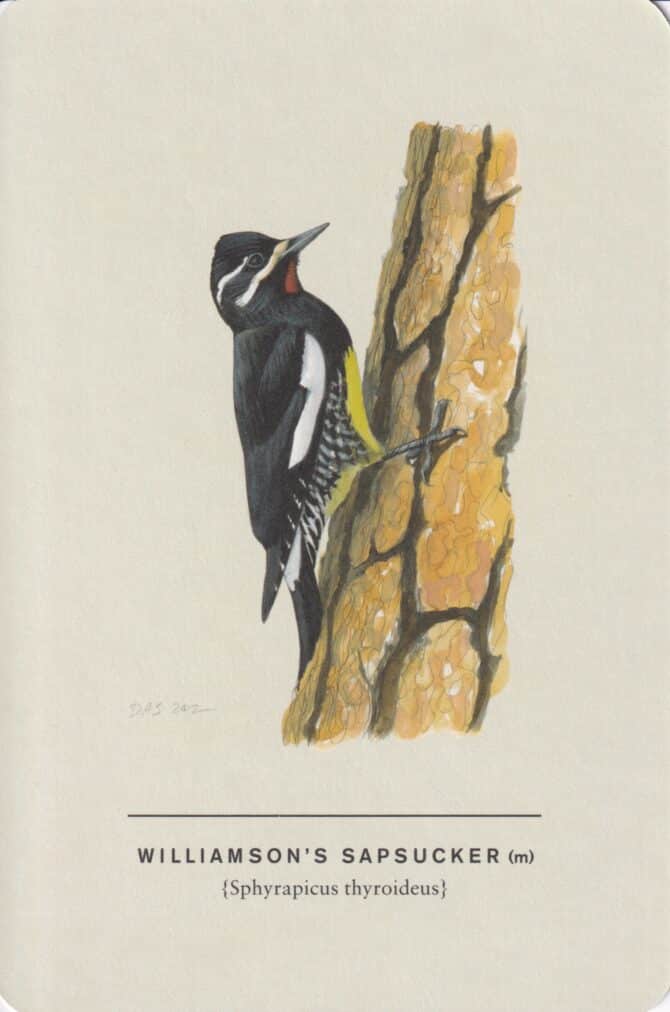 Williamson's Sapsucker (Male) Sibley Bird Postcard