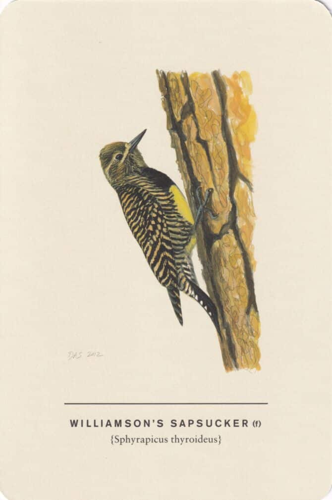 Williamson's Sapsucker (Female) Sibley Bird Postcard