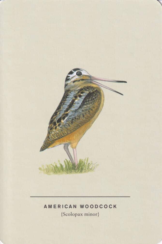 American Woodcock Sibley Bird Postcard