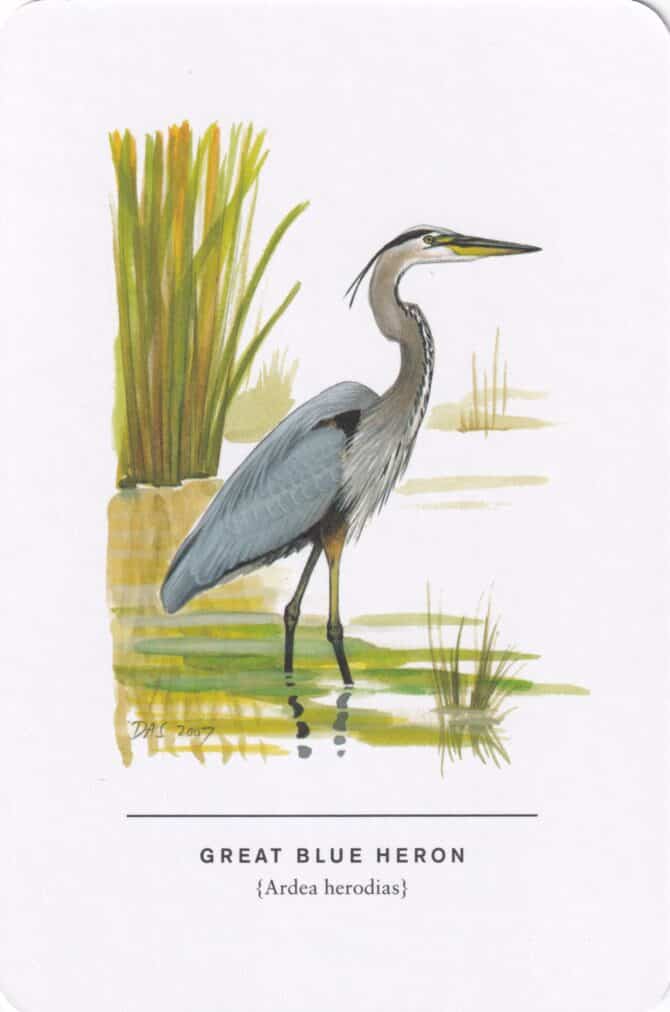 Great Blue Heron Sibley Bird Postcard