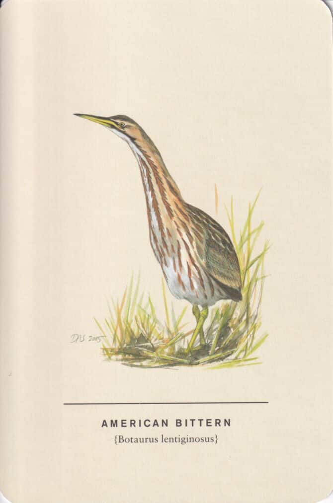 American Bittern Sibley Bird Postcard