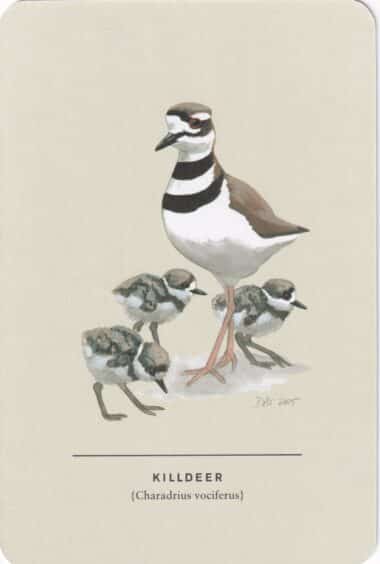 Killdeer Sibley Bird Postcard