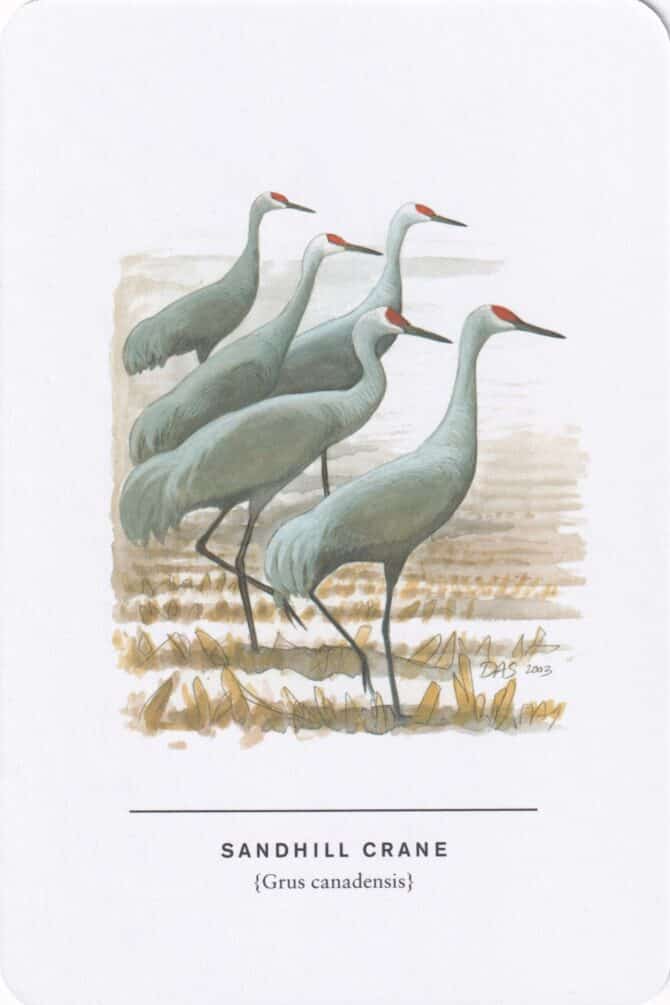 Sandhill Crane Sibley Bird Postcard
