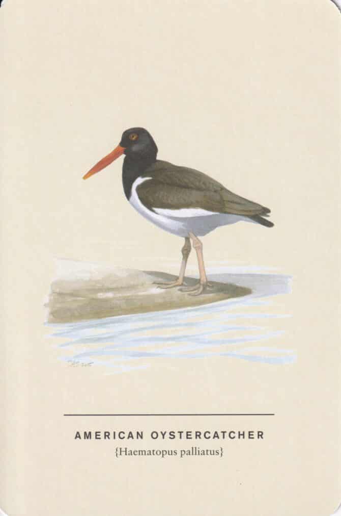 American Oystercatcher Sibley Bird Postcard