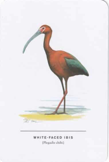 White-Faced Ibis Sibley Bird Postcard