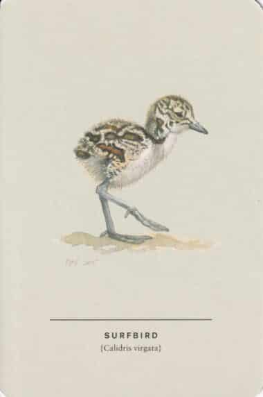 Surfbird Sibley Bird Postcard