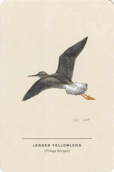 Lesser Yellowlegs Sibley Bird Postcard