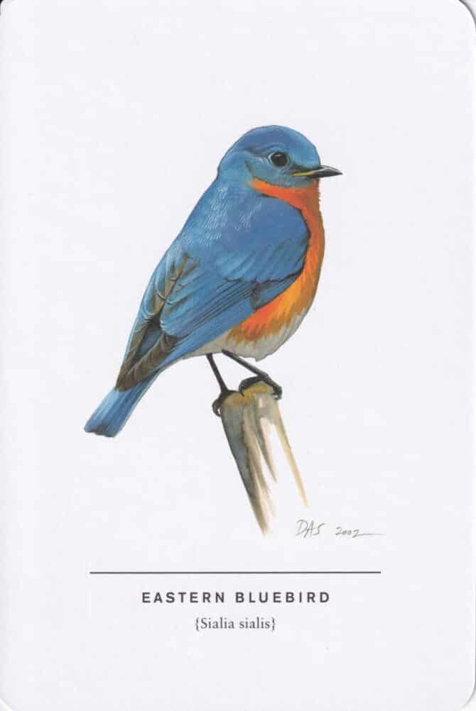 Eastern Bluebird Sibley Bird Postcard