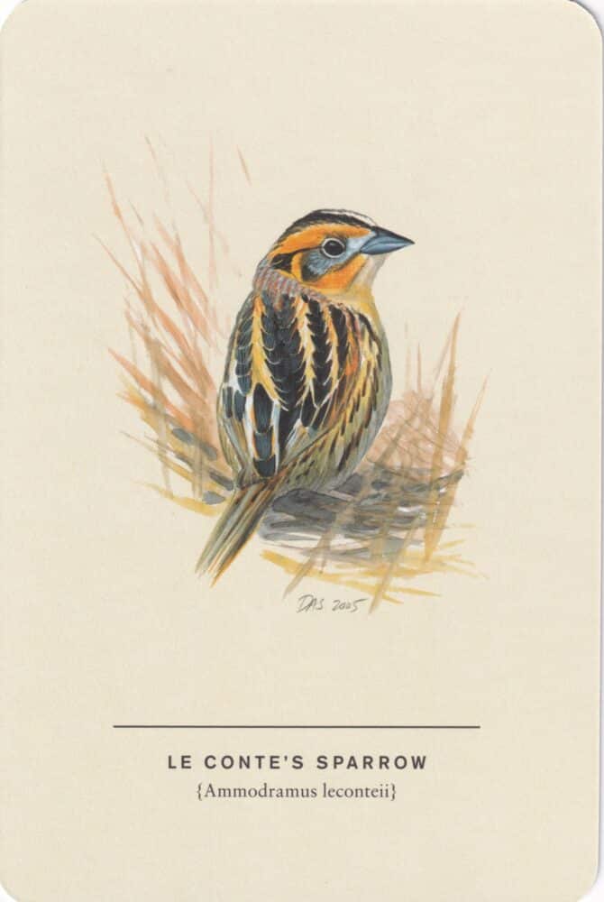 Le Conte's Sparrow Sibley Bird Postcard