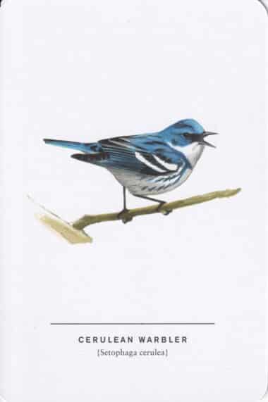 Cerulean Warbler Sibley Bird Postcard