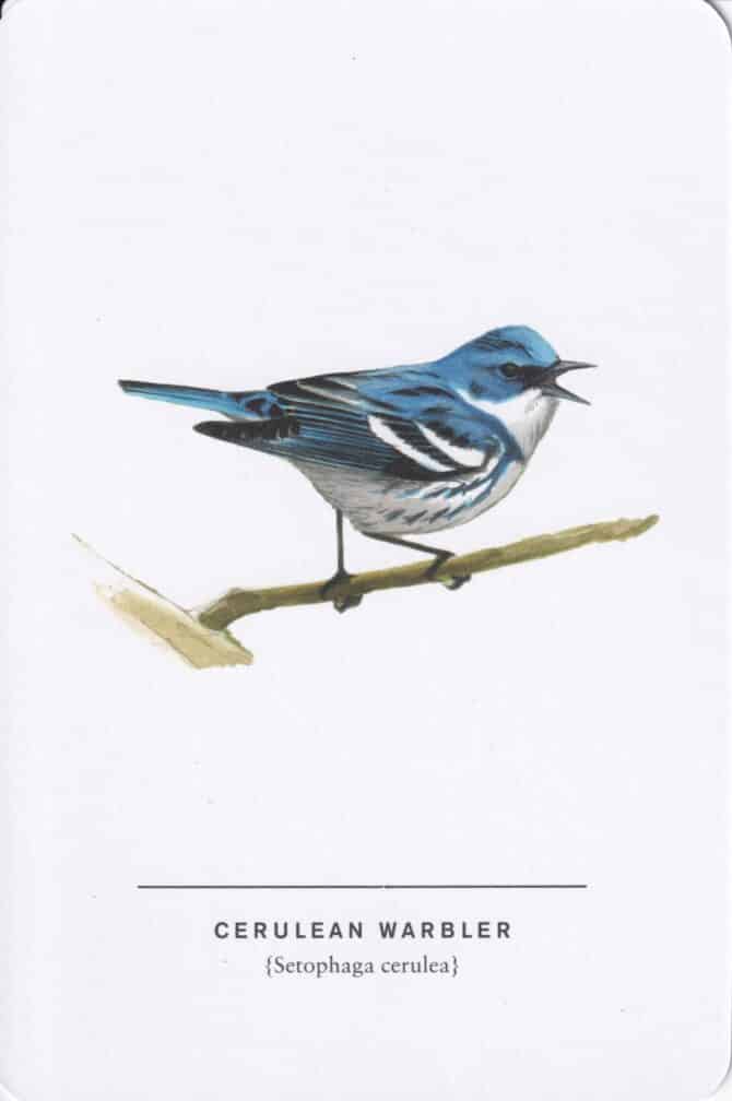 Cerulean Warbler Sibley Bird Postcard