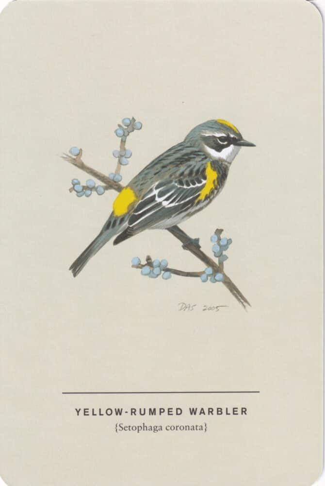 Yellow-Rumped Warbler Sibley Bird Postcard