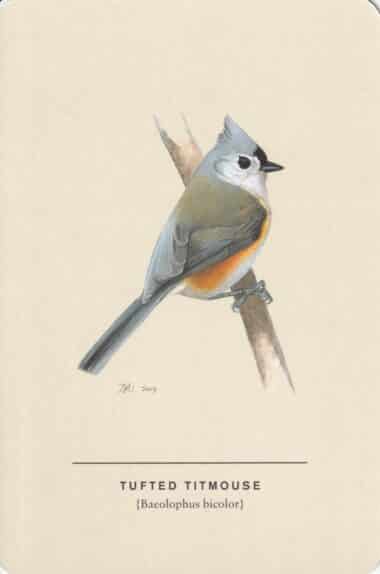 Tufted Titmouse Sibley Bird Postcard
