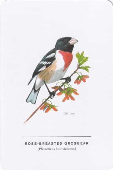 Rose-Breasted Grosbeak Sibley Bird Postcard