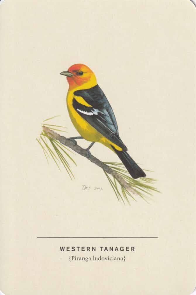 Western Tanager Sibley Bird Postcard