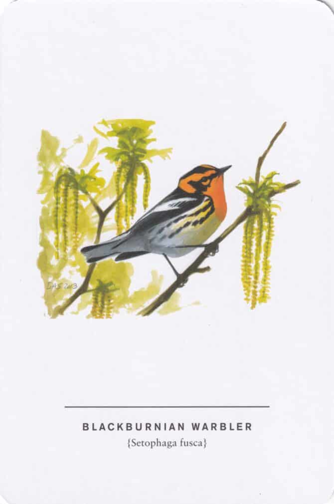 Blackburnian Warbler Sibley Bird Postcard