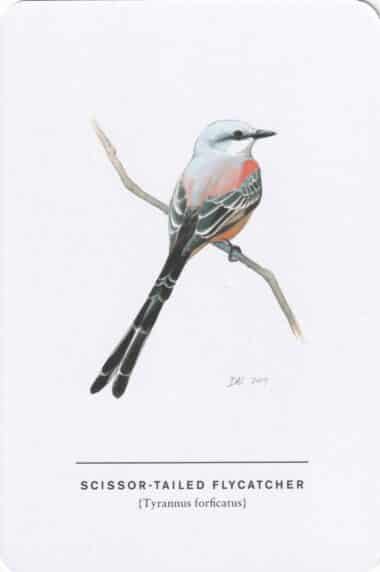 Scissor-Tailed Flycatcher Sibley Bird Postcard