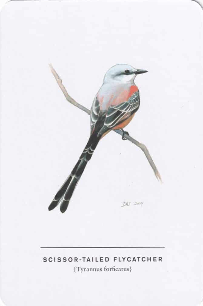 Scissor-Tailed Flycatcher Sibley Bird Postcard