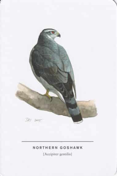 Northern Goshawk Sibley Bird Postcard