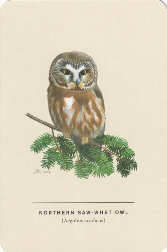Northern Saw-Whet Owl Sibley Bird Postcard