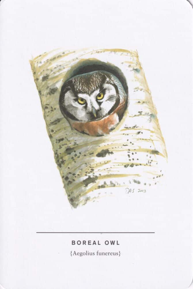 Boreal Owl Sibley Bird Postcard