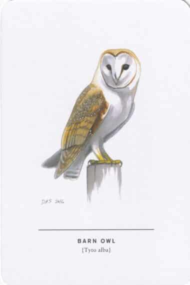 Barn Owl Sibley Bird Postcard