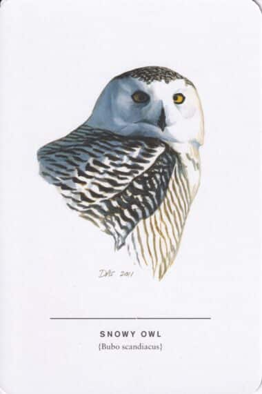 Snowy Owl Sibley Bird Postcard