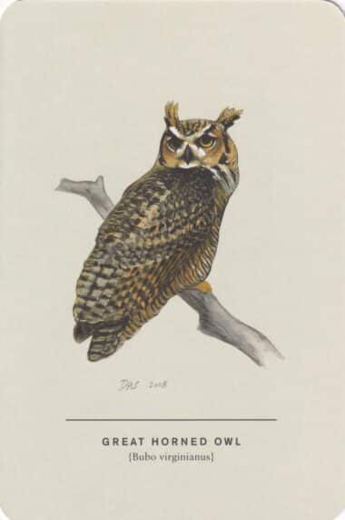 Great Horned Owl Sibley Bird Postcard