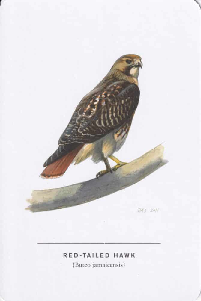 Red-Tailed Hawk Sibley Bird Postcard
