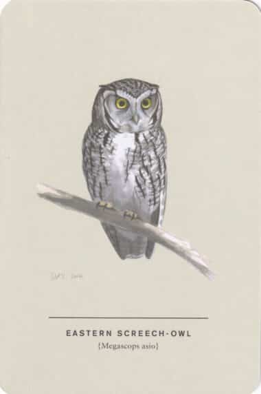 Eastern Screech Owl Sibley Bird Postcard