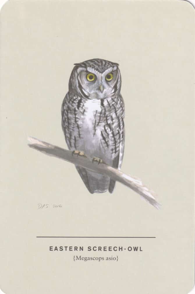 Eastern Screech Owl Sibley Bird Postcard