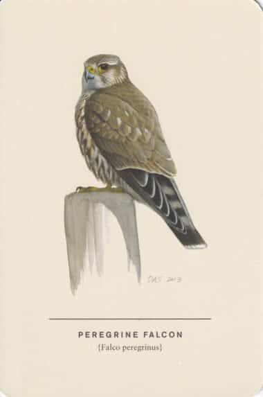 Peregrine Falcon Sibley Bird Postcard