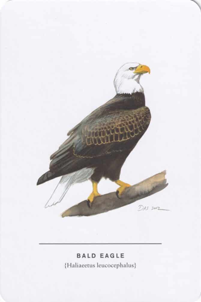 Bald Eagle Sibley Bird Postcard
