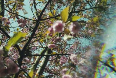 Flower Tree Coy Hyena Photo Postcard