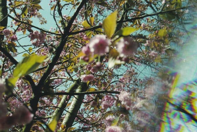 Flower Tree Coy Hyena Photo Postcard