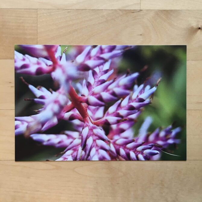 Spiky Flowers Coy Hyena Photo Postcard
