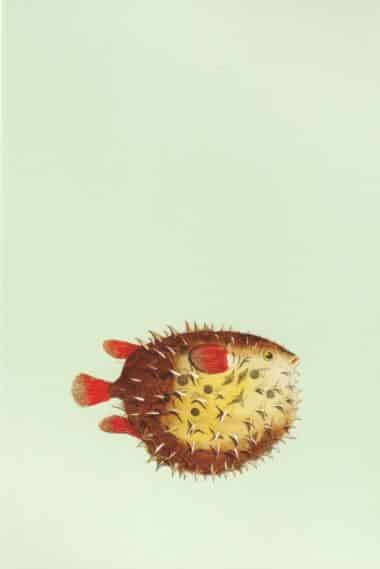 Pufferfish Postcard