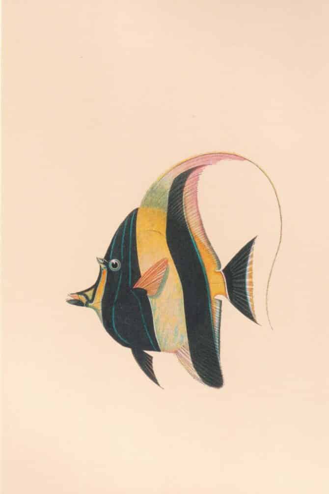 Angelfish Postcard